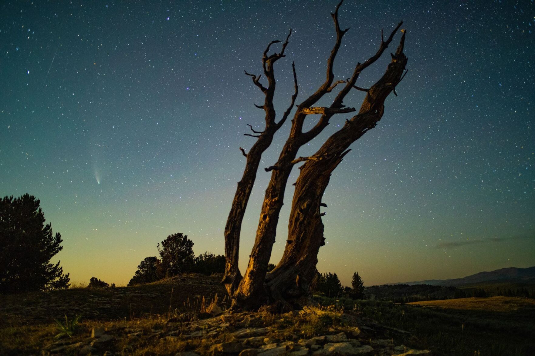 Dead tree in a Wyoming summer night